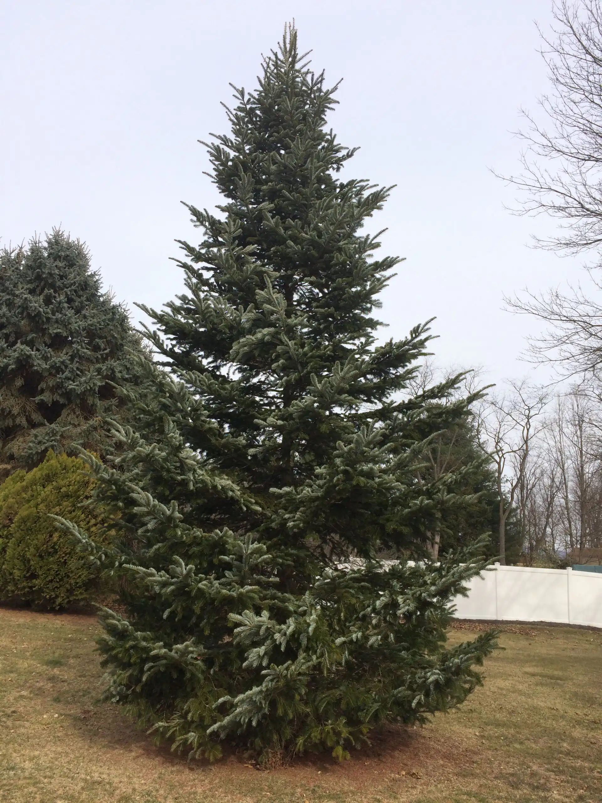Nordmann Fir