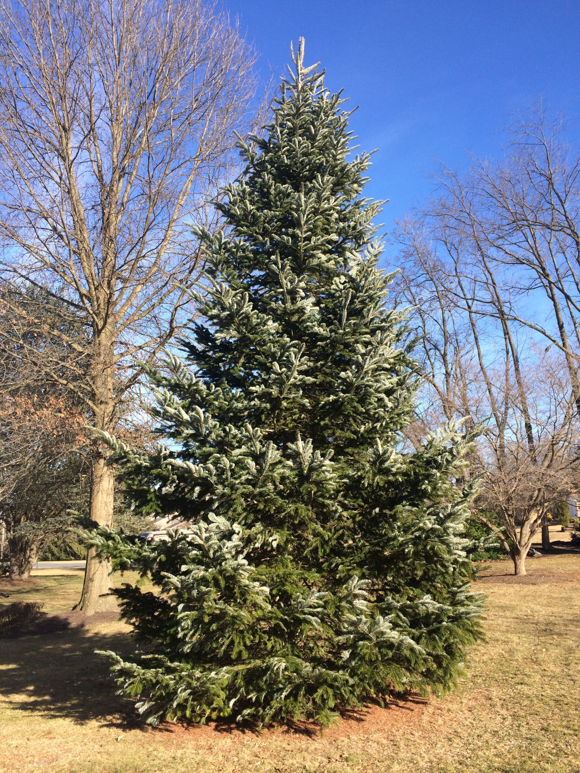 Nordmann Fir - Friends of Seven Gables