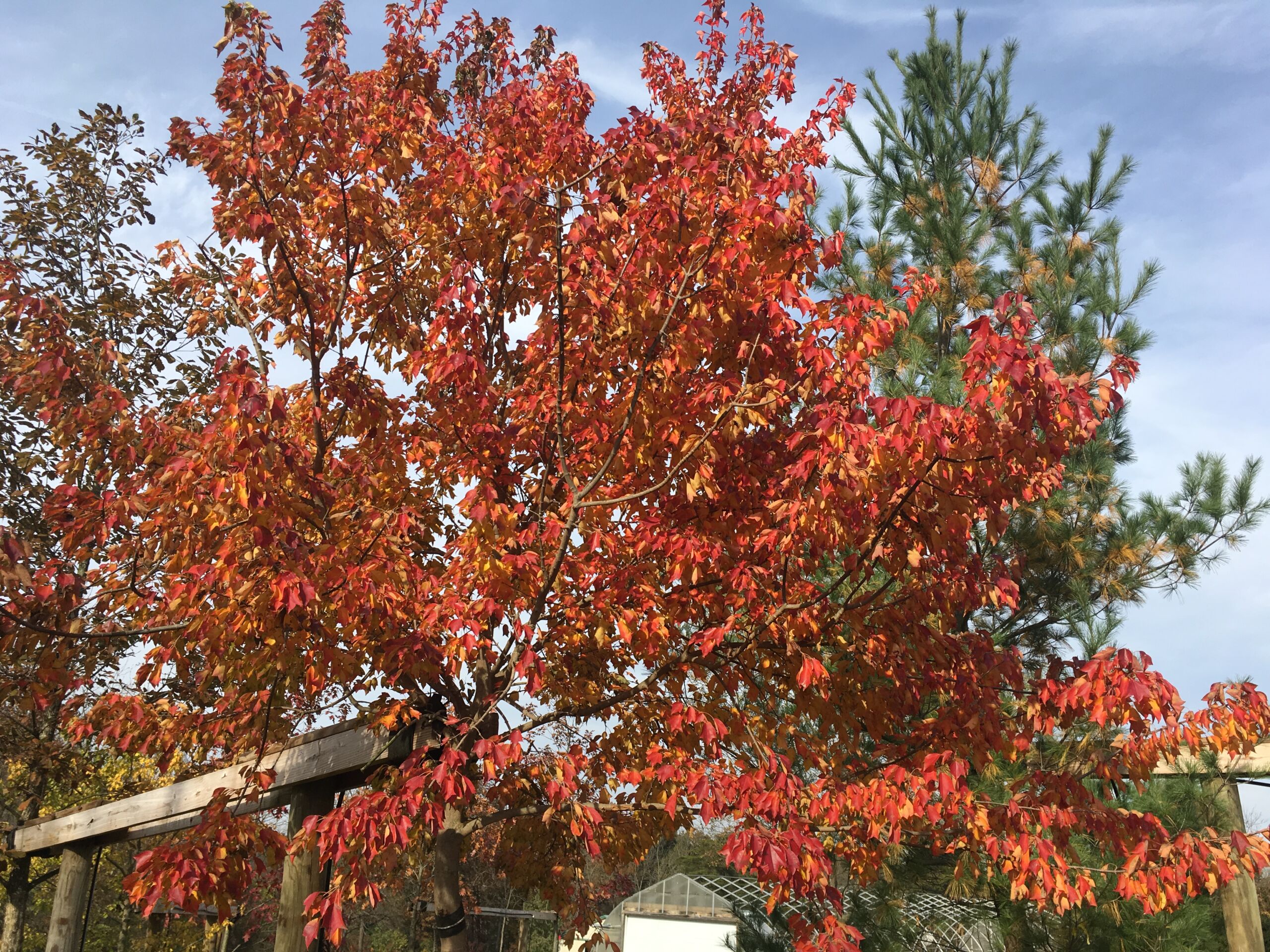 Maple, Trident - Friends of Seven Gables