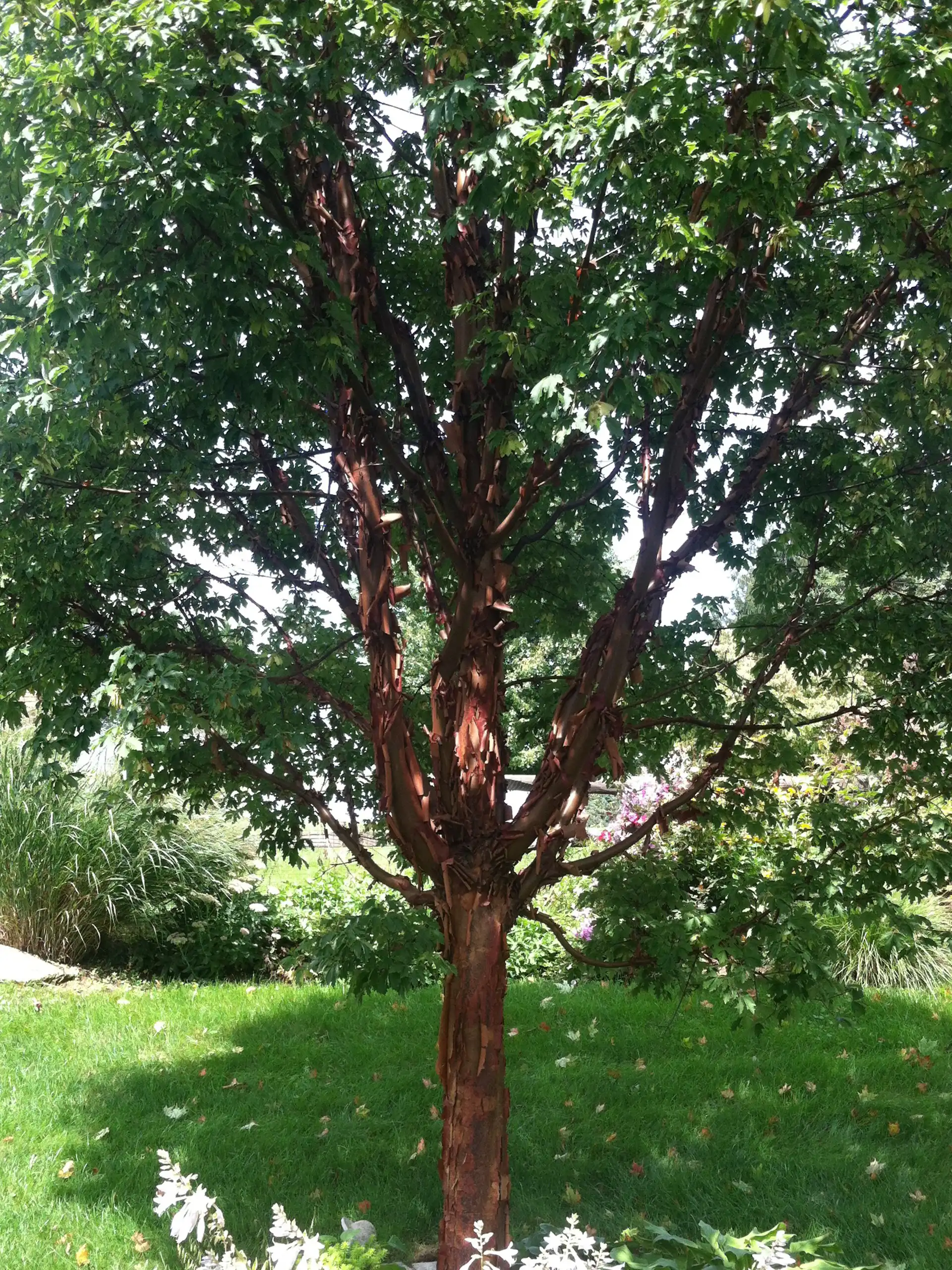 Paperbark Maple