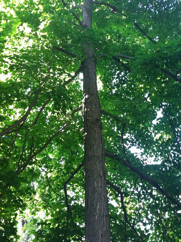 Sugar Maple