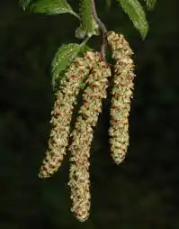 Betula uber catkins