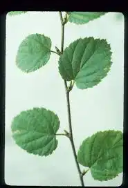 Betula uber leaves