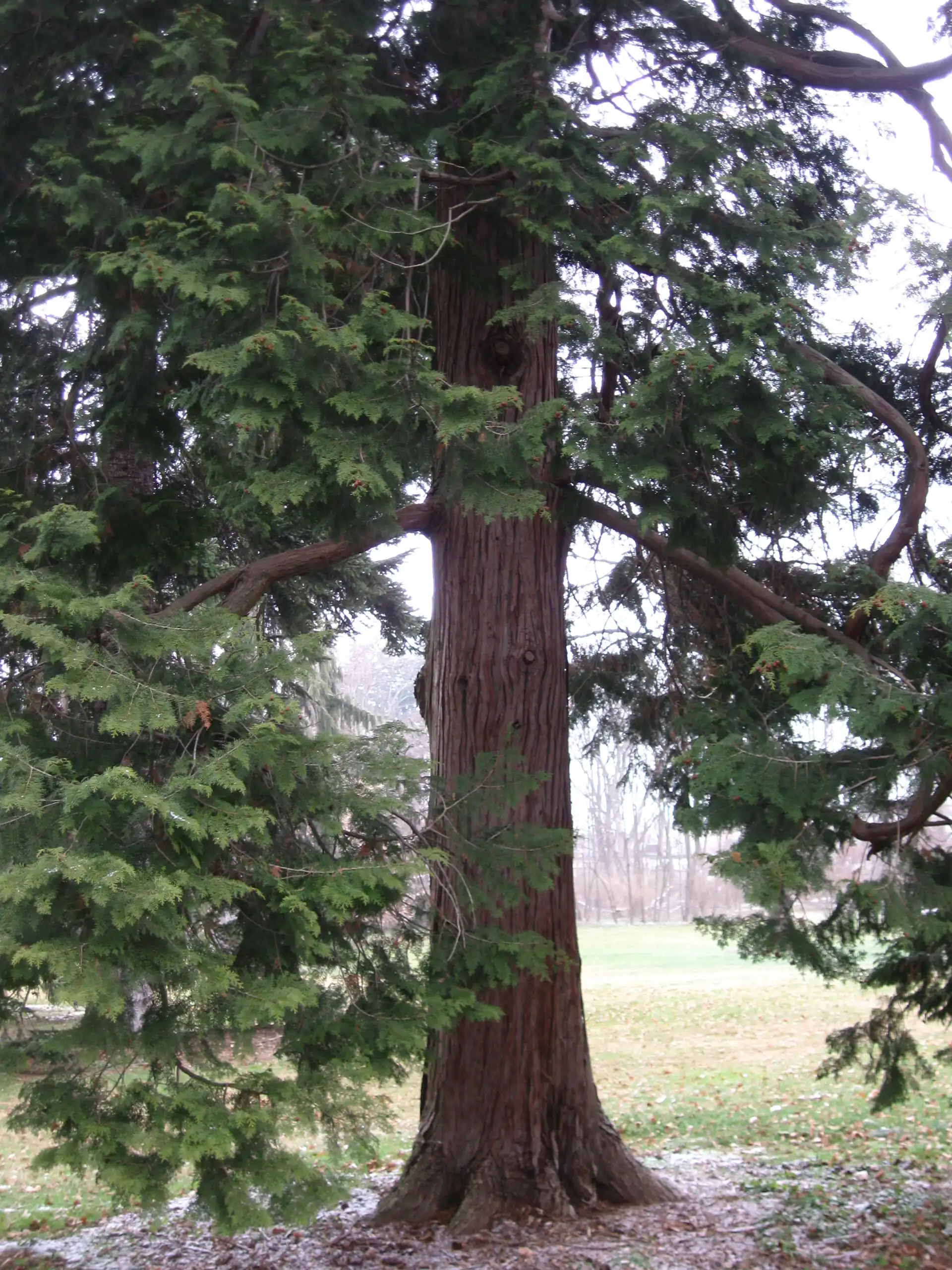 Hinoki Cypress