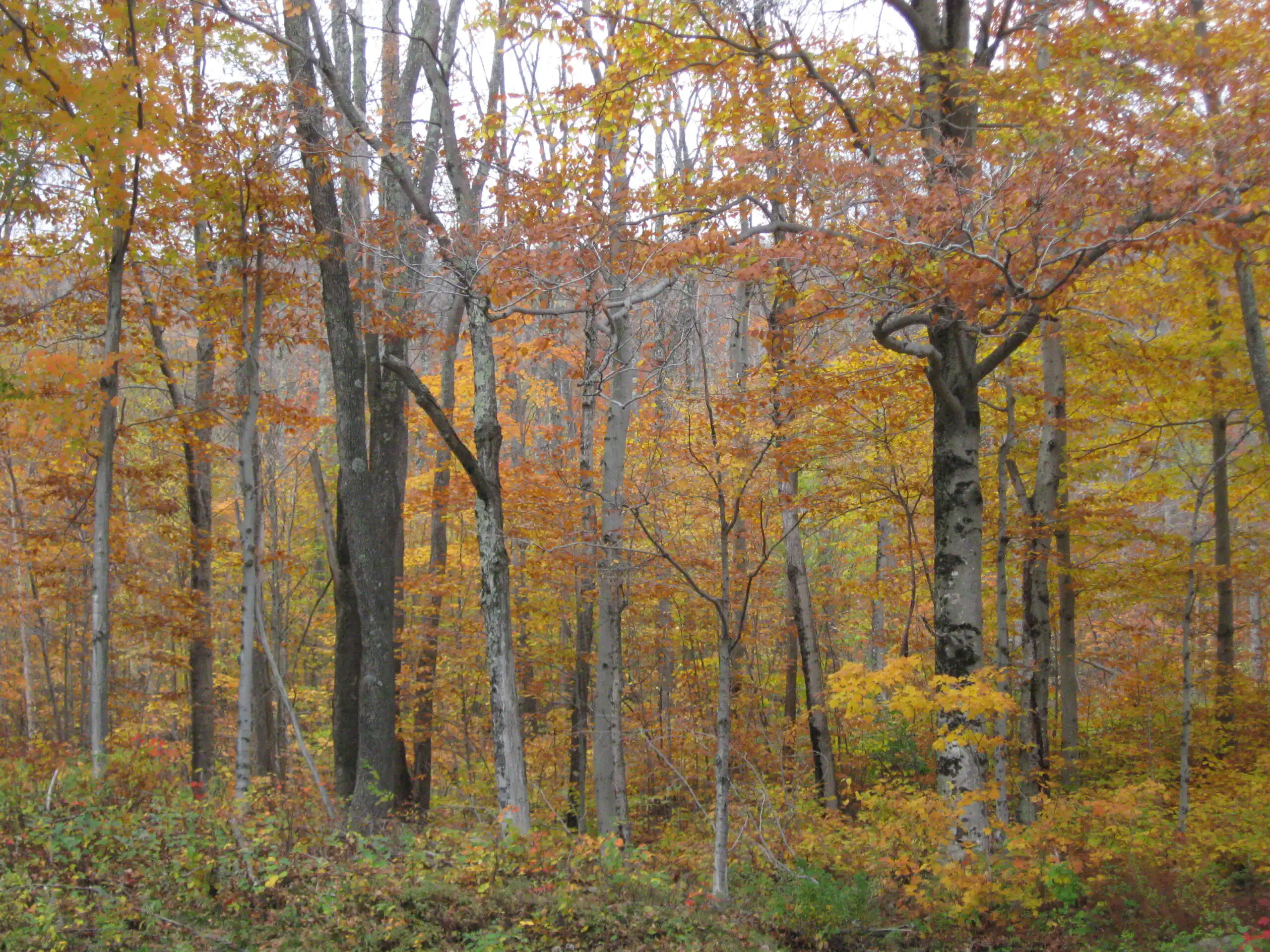Fagus grandifolia in fall