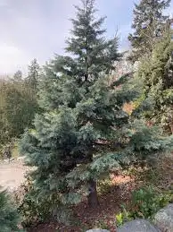 Hesporacyparis bakeri