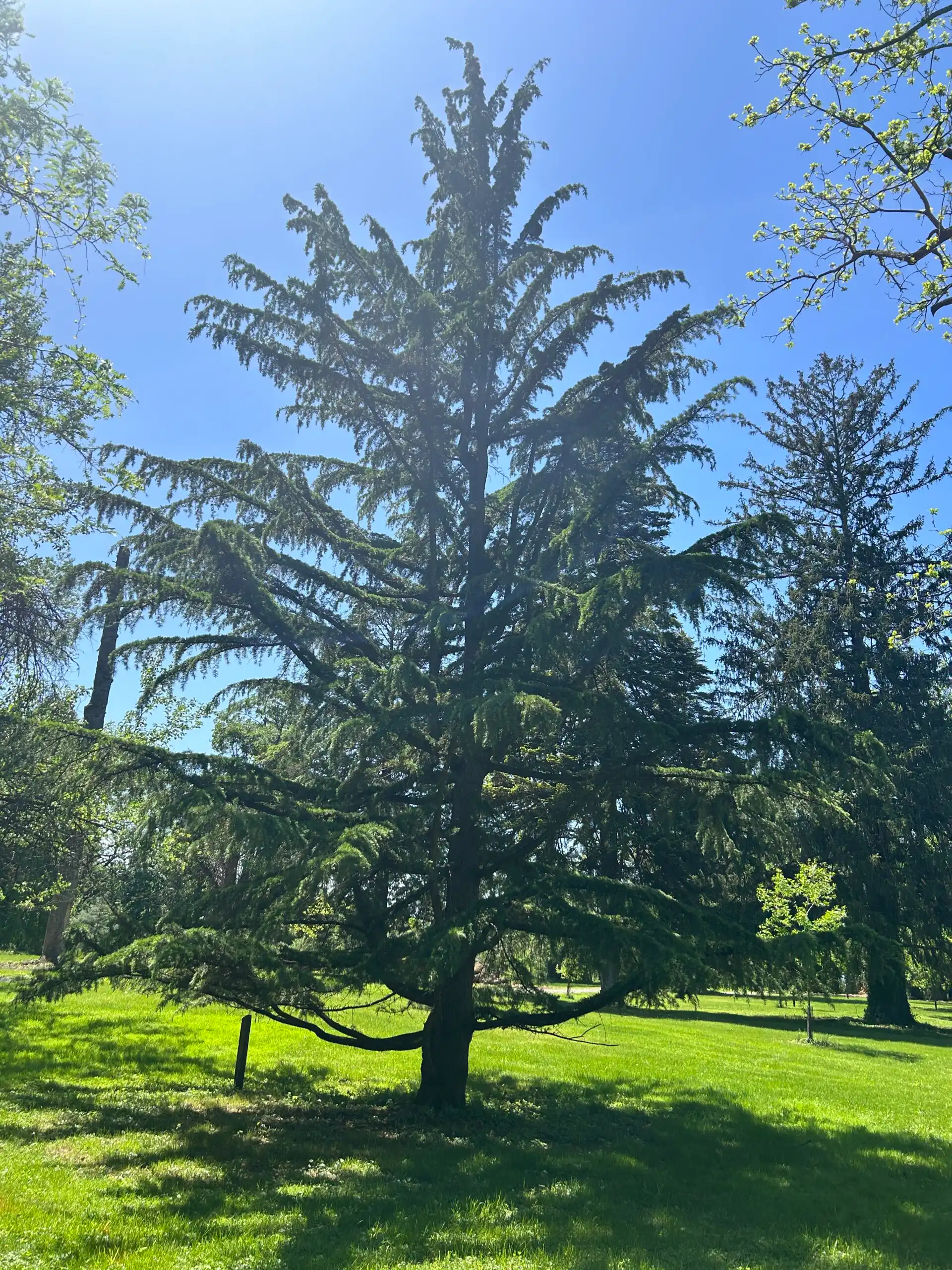 Himalayan Cedar