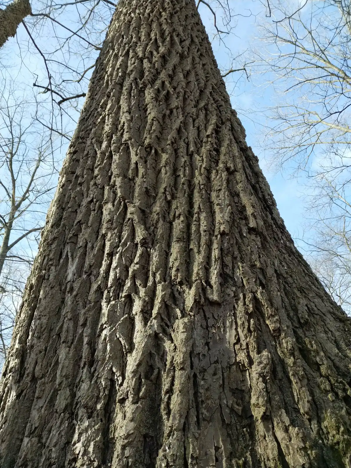 Jugalns nigra trunk