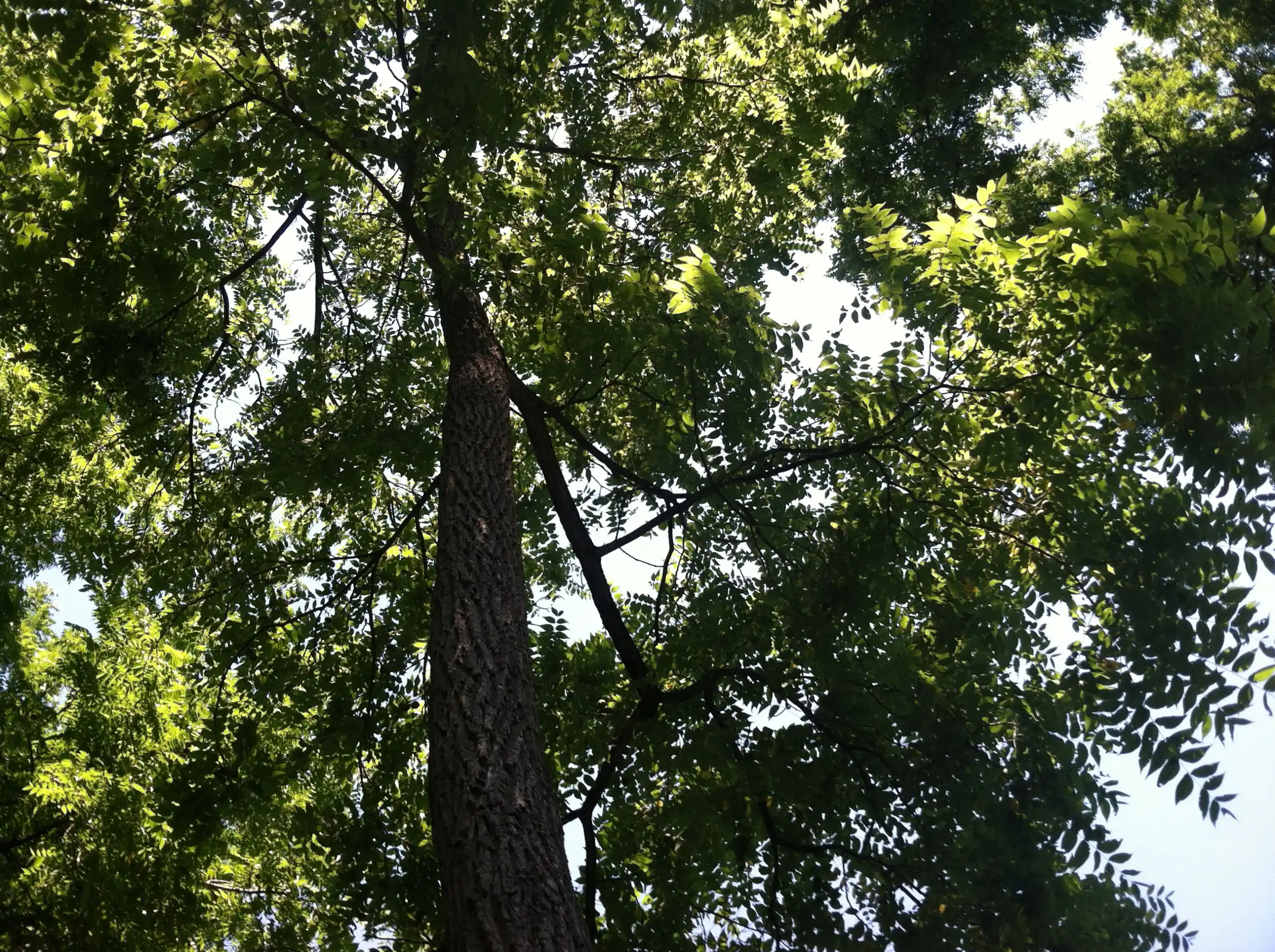 Juglans nigra canopy II