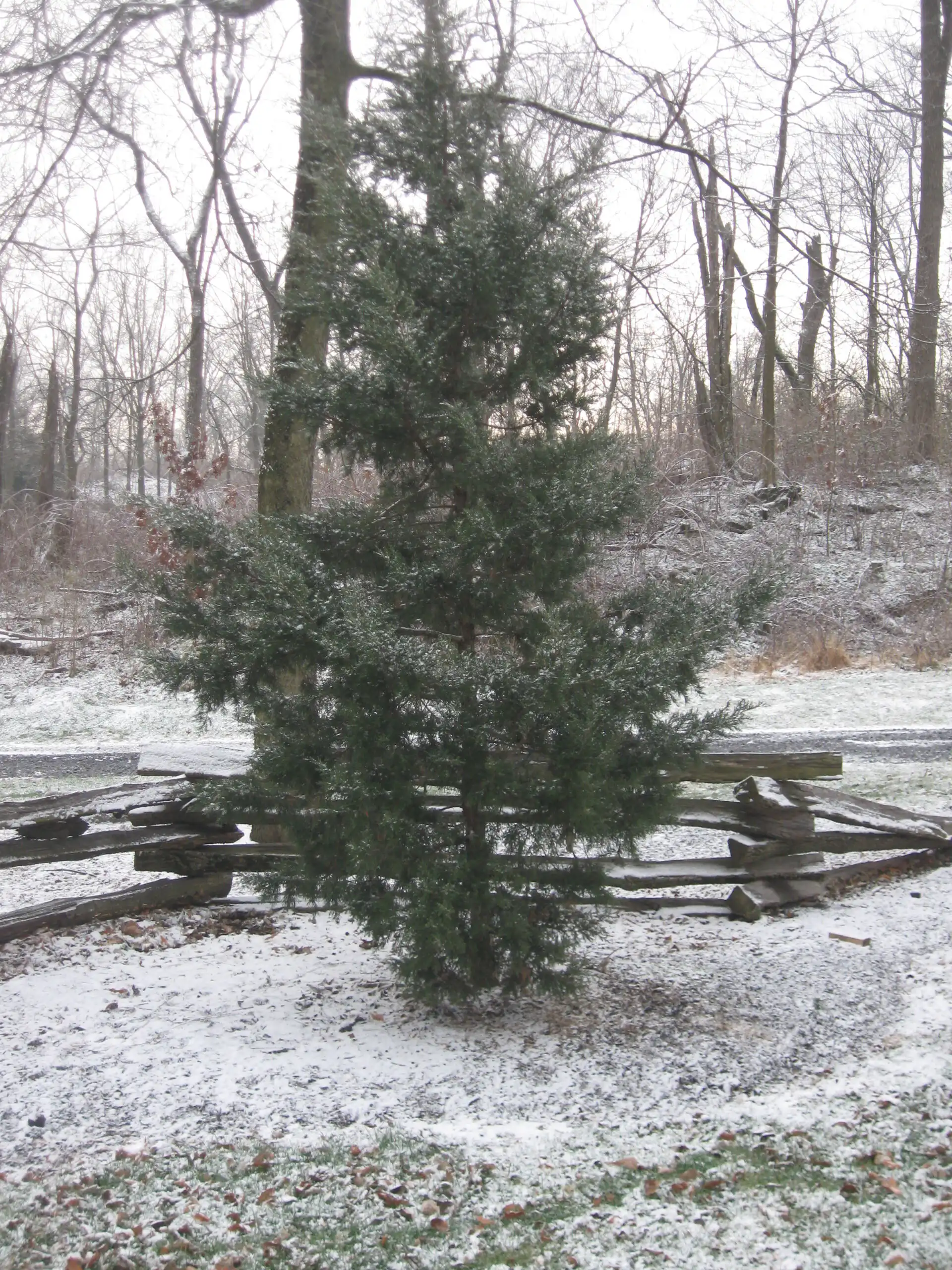 Eastern Red Cedar
