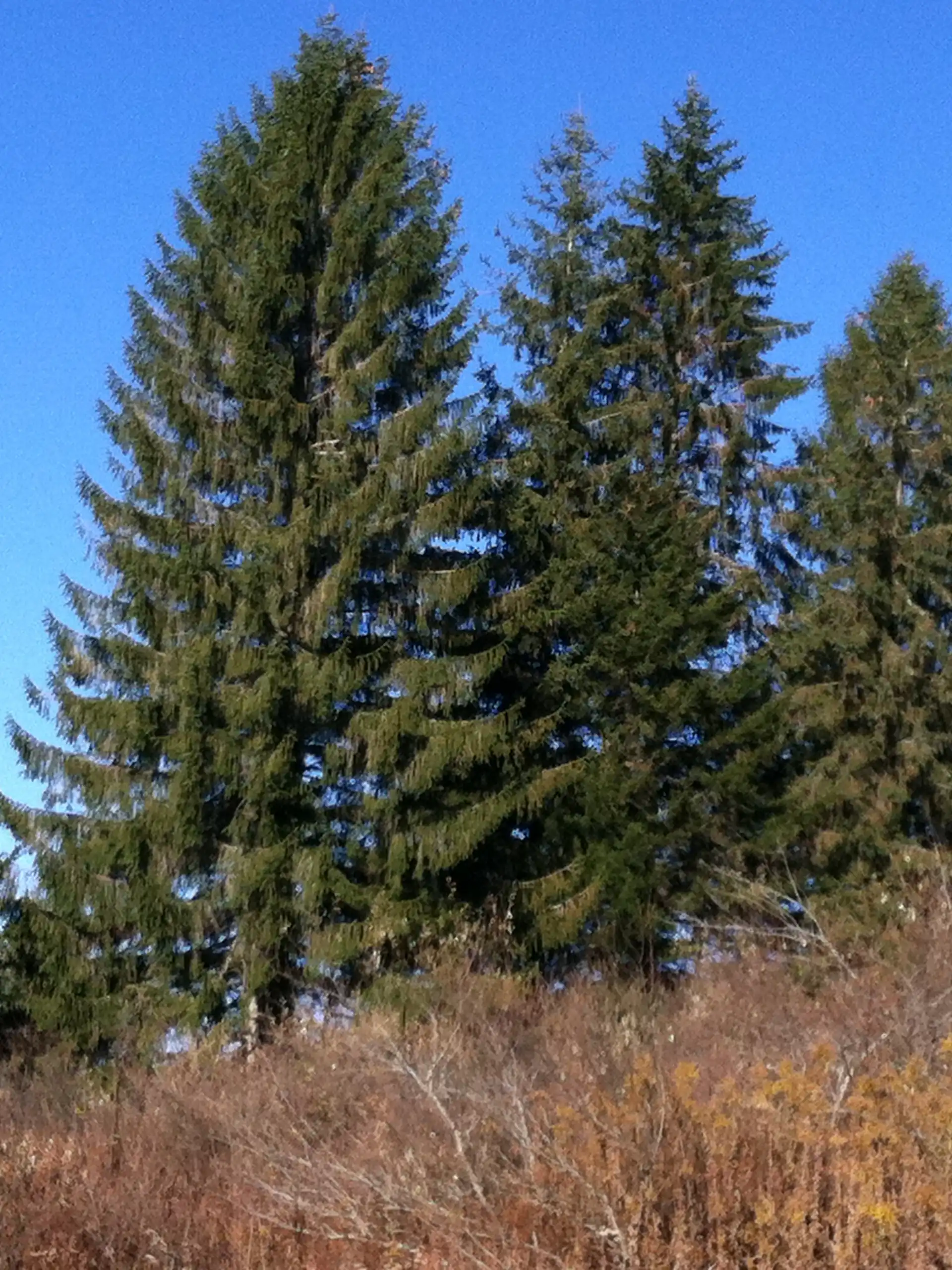 Norway Spruce