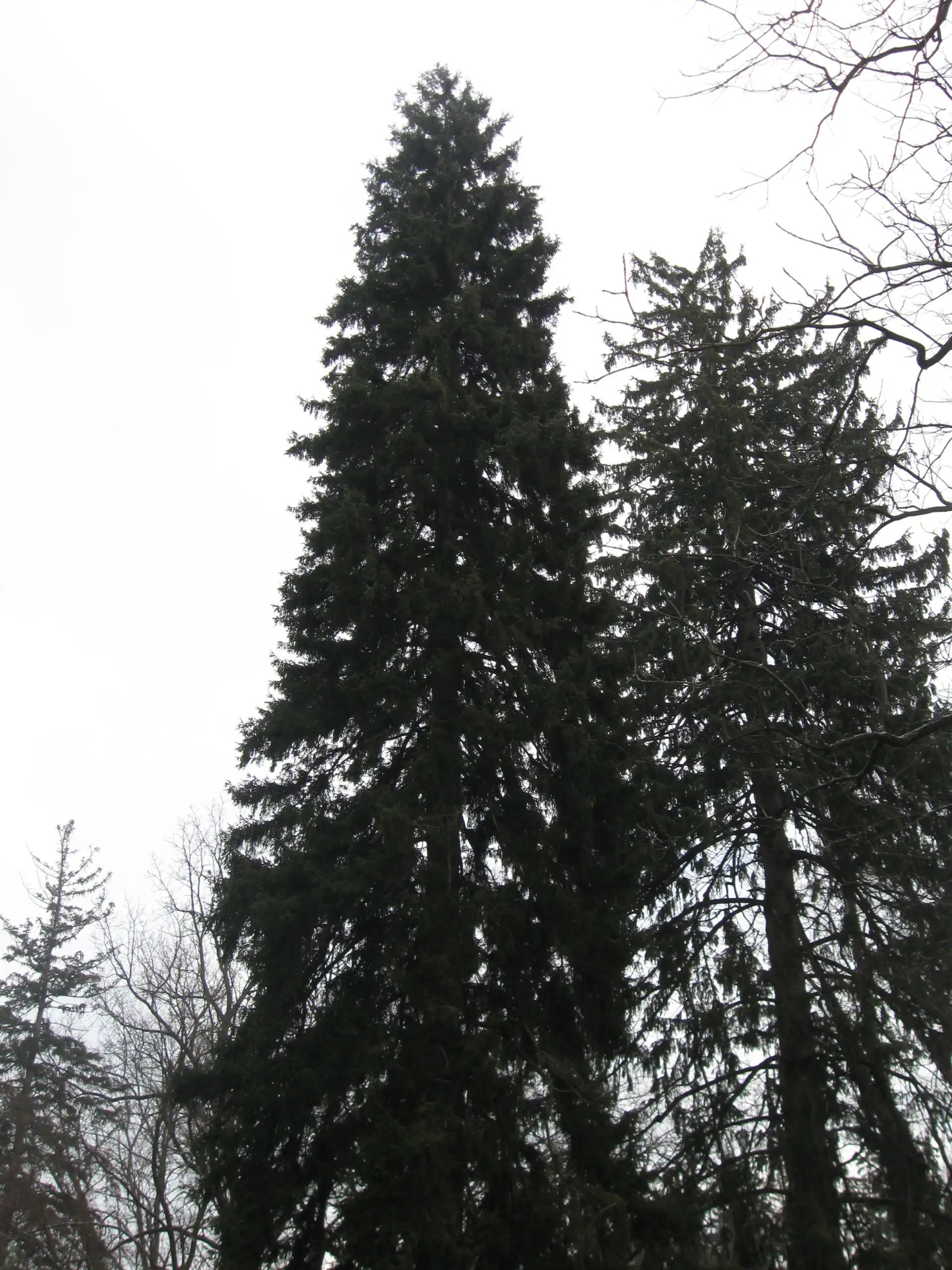 Oriental Spruce