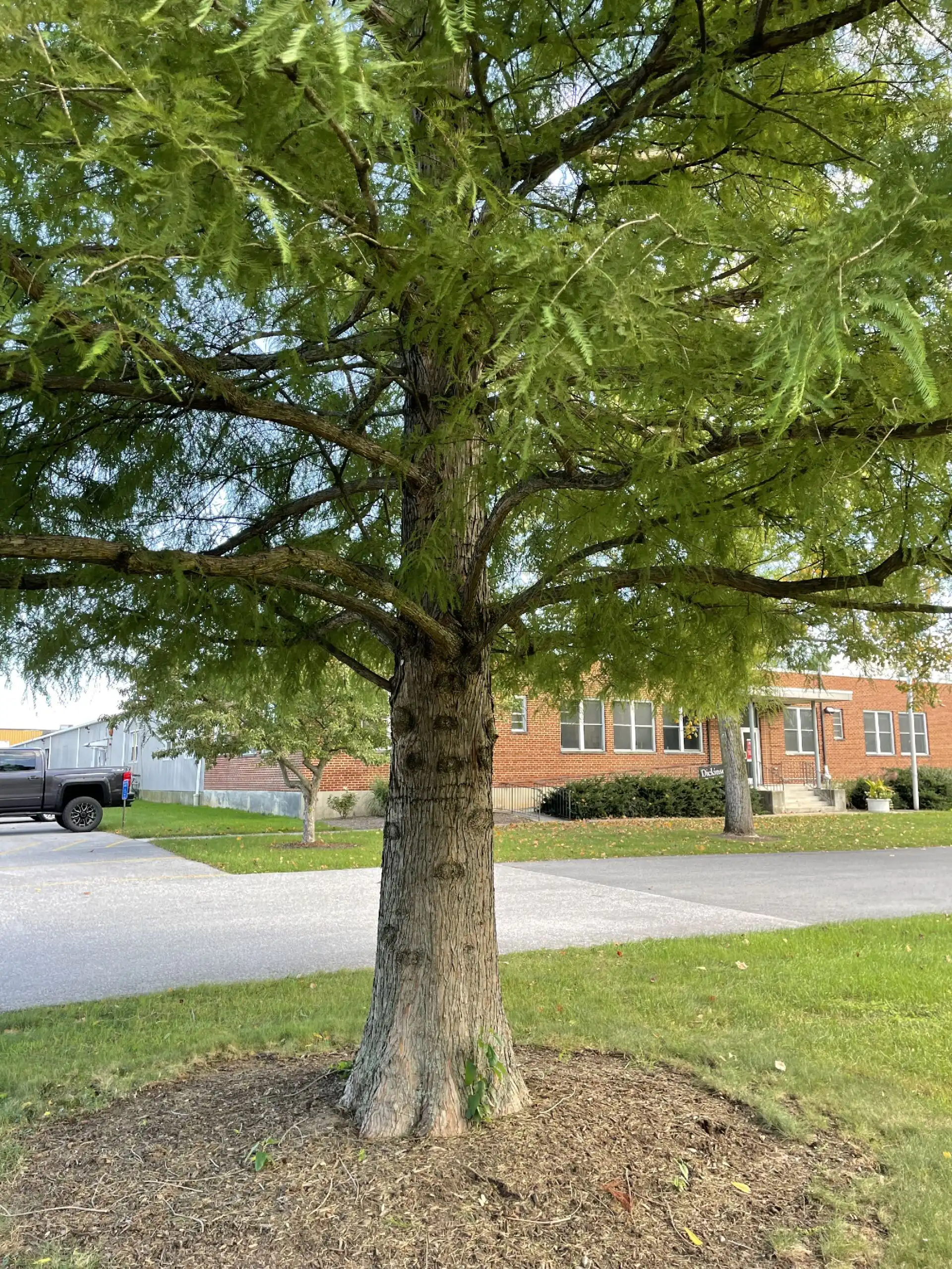 Taxodium distichum closeup compressed
