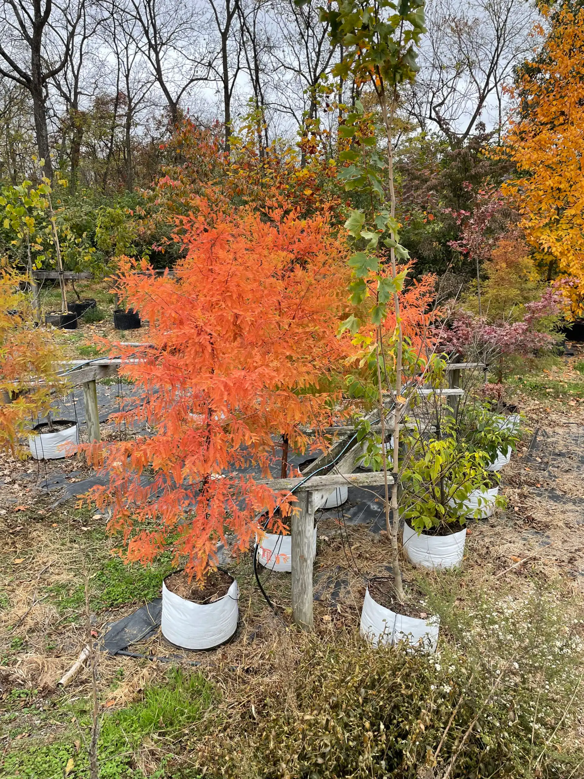 Taxodium distichum in fall