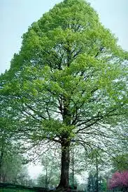 Tilia americana