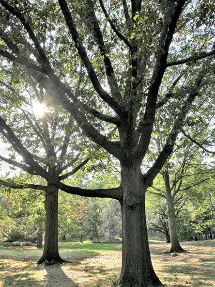 Black Oak Tree